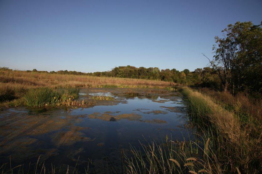 Full Size Image = 1262 K