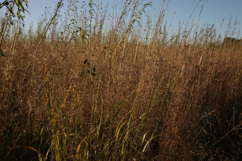 Full Size Image = 1684 K