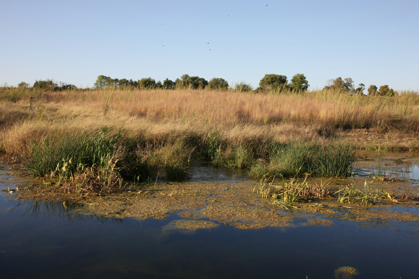 Full Size Image = 1598 K