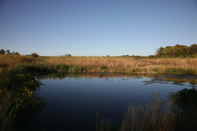 Full Size Image = 1009 K