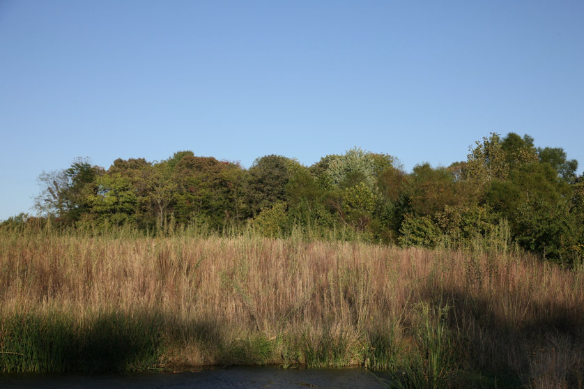 Full Size Image = 1547 K