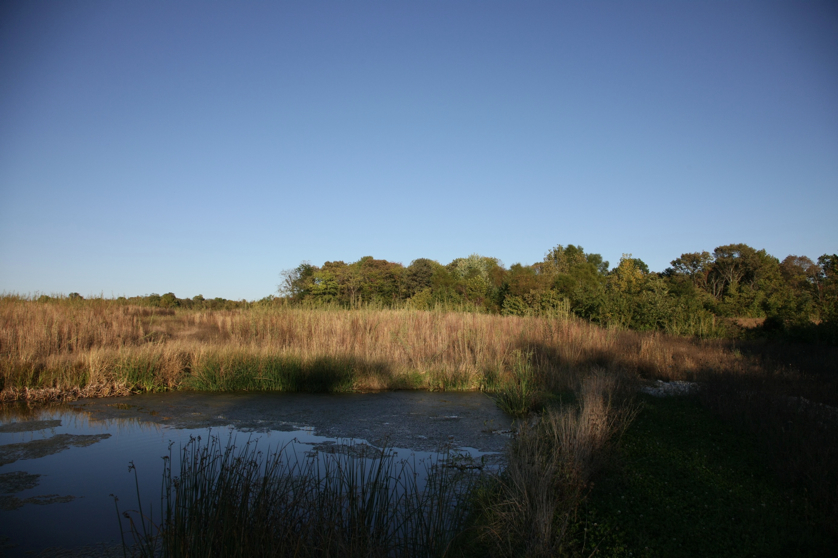 Full Size Image = 1097 K