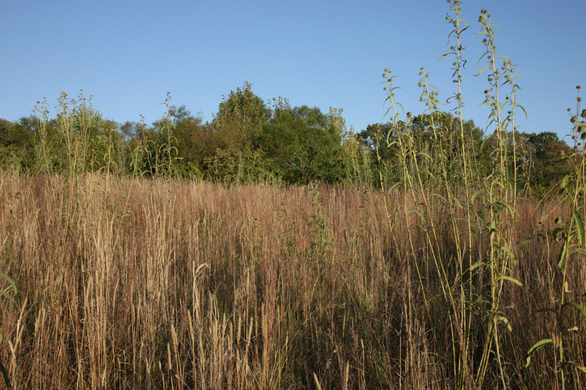 Full Size Image = 1993 K