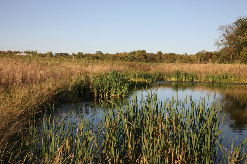 Full Size Image = 1533 K