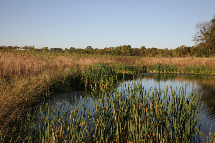 Full Size Image = 1558 K