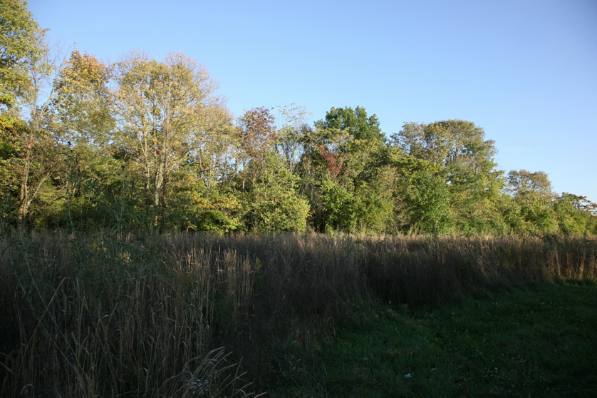 Full Size Image = 1785 K