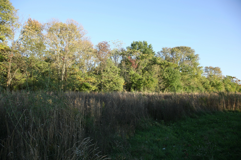 Full Size Image = 1872 K