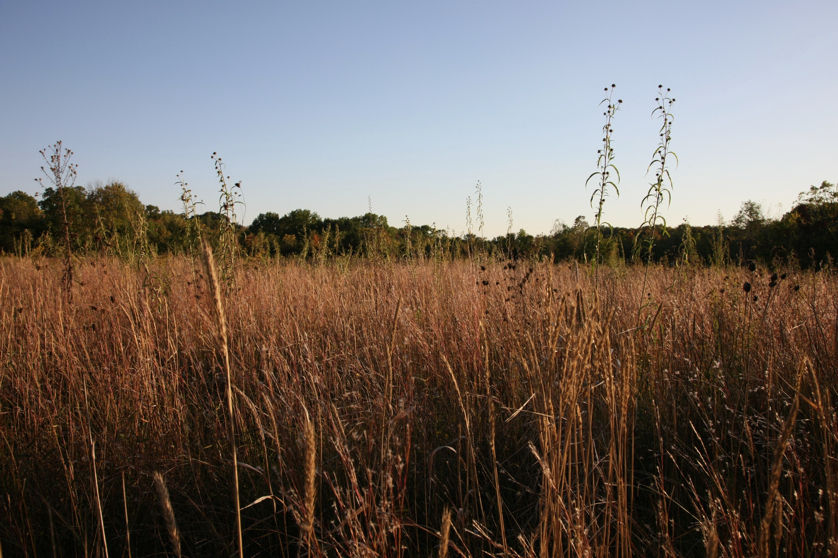 Full Size Image = 1526 K