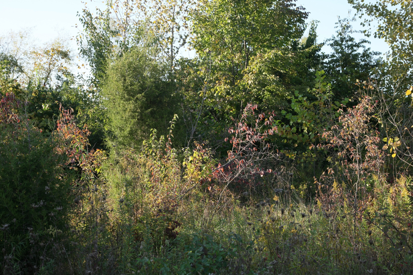 Full Size Image = 2683 K