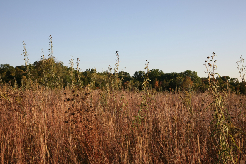 Full Size Image = 1654 K