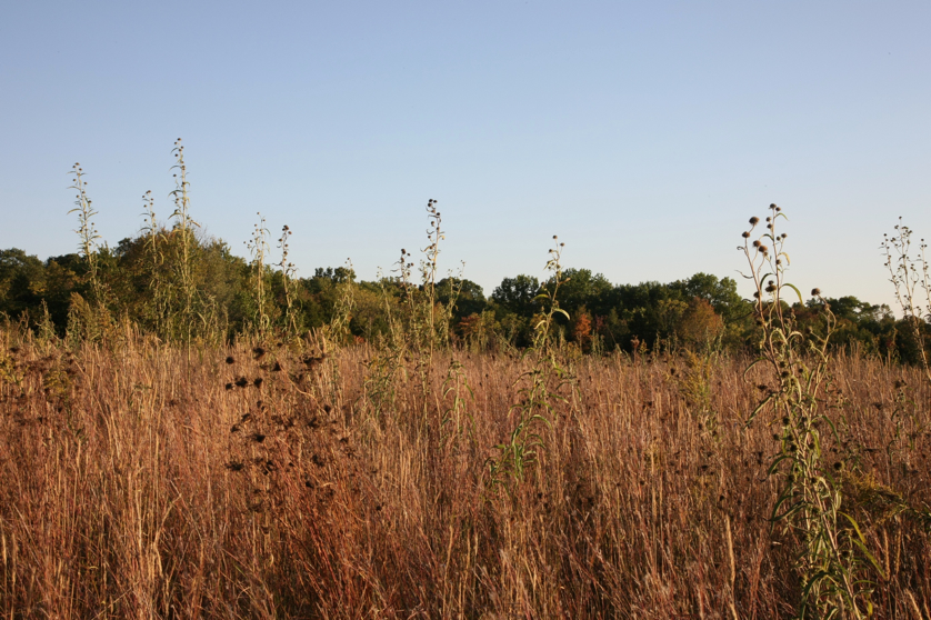 Full Size Image = 1669 K