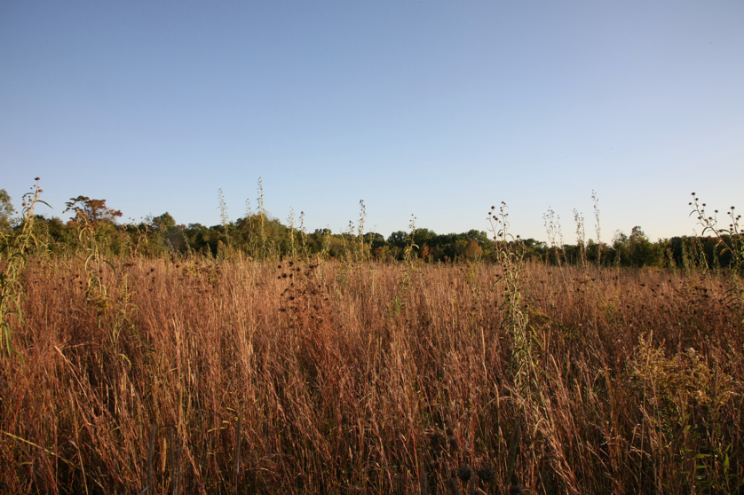 Full Size Image = 1594 K