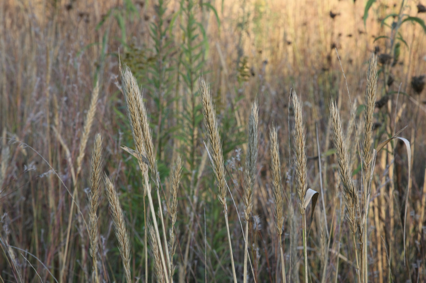 Full Size Image = 1001 K