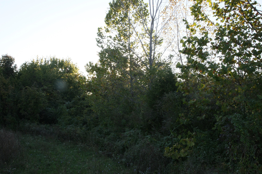 Full Size Image = 1518 K