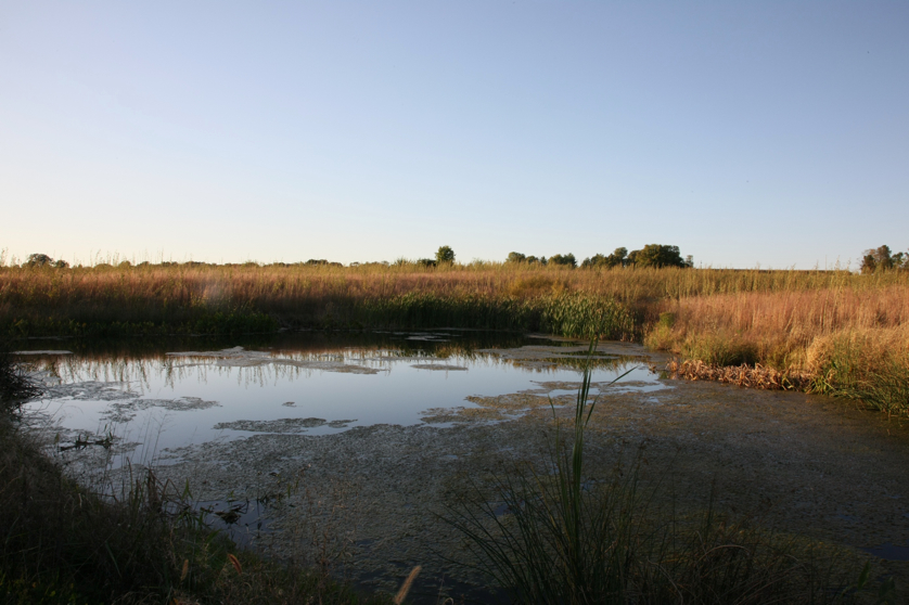 Full Size Image = 1073 K