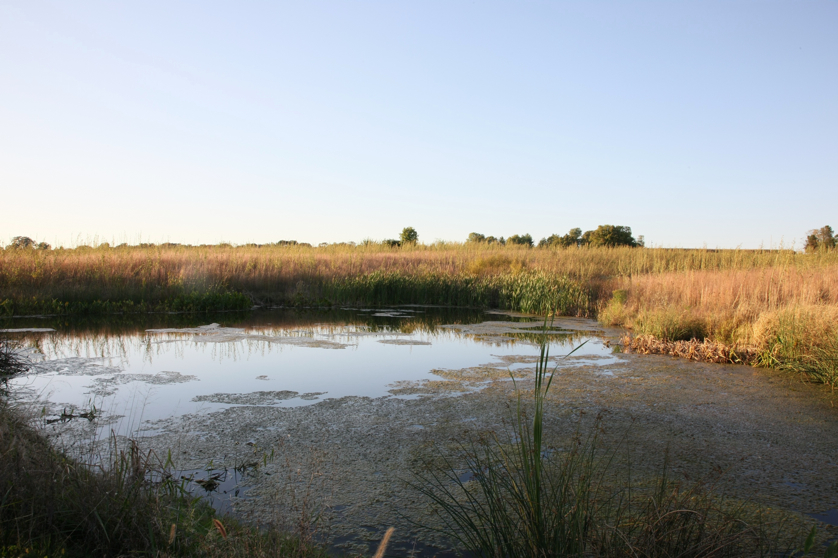 Full Size Image = 1256 K