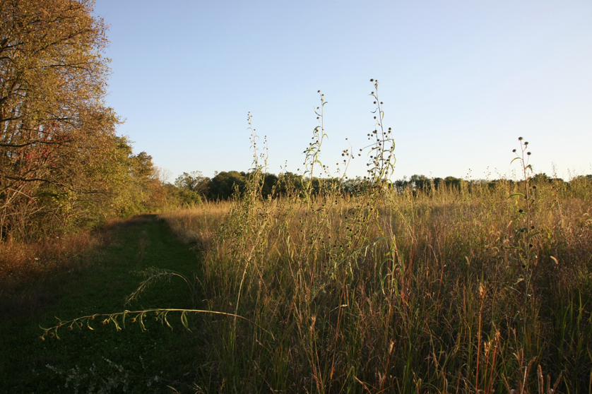 Full Size Image = 1547 K