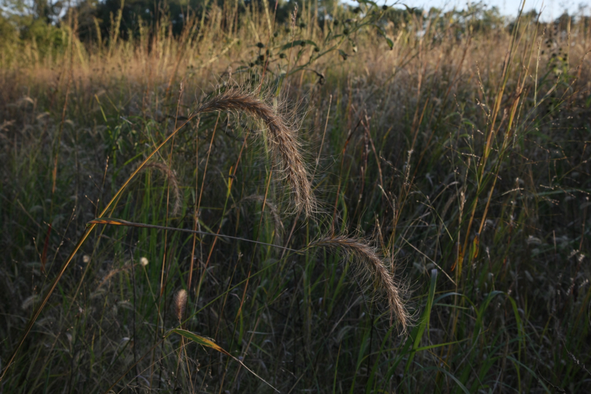 Full Size Image = 1037 K