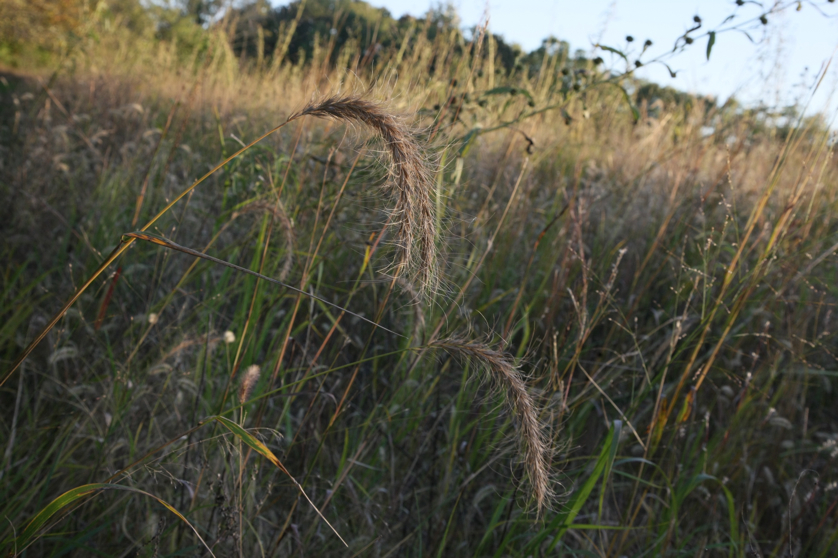 Full Size Image = 1004 K