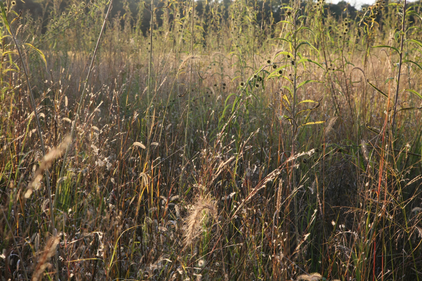 Full Size Image = 1806 K