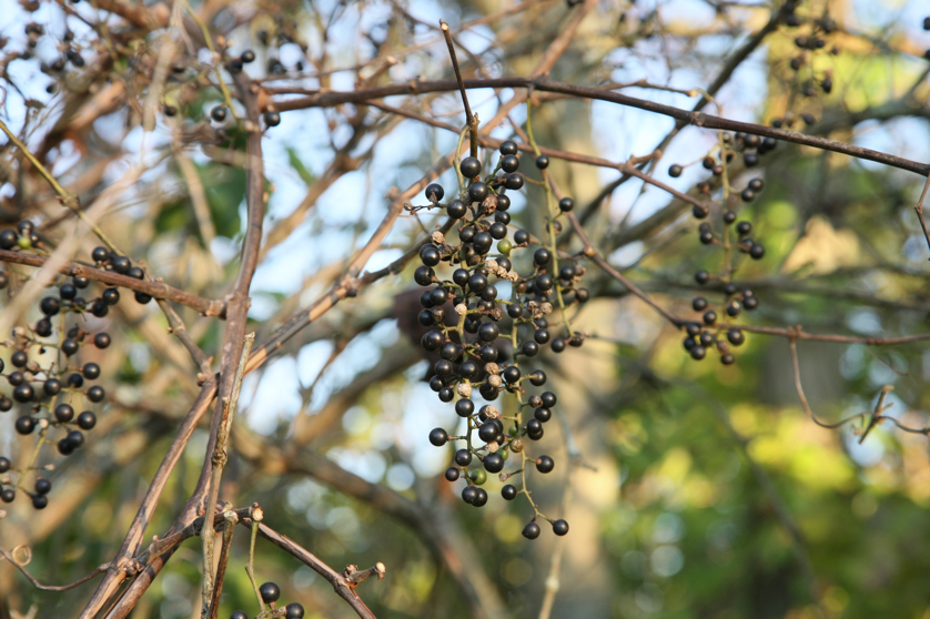 Full Size Image = 955 K