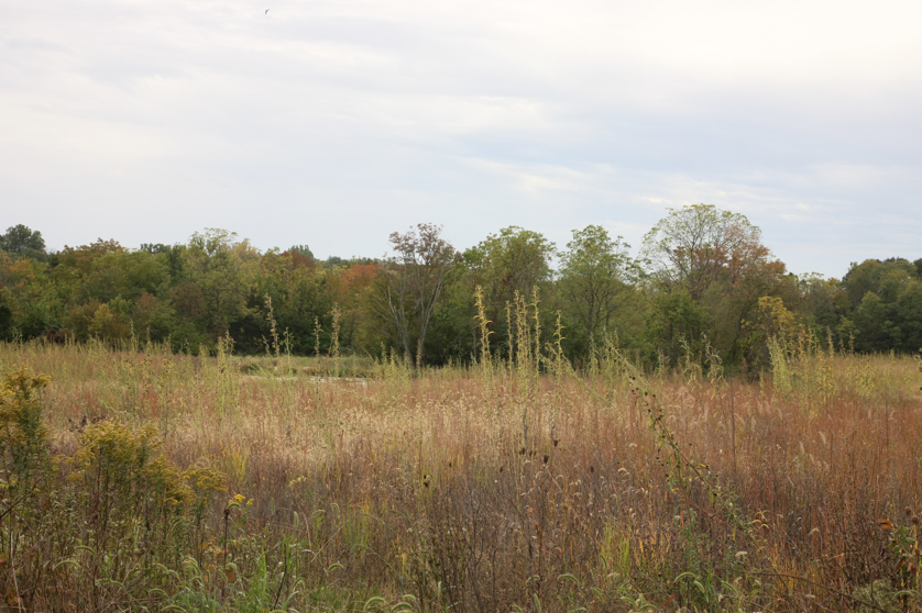 Full Size Image = 1599 K