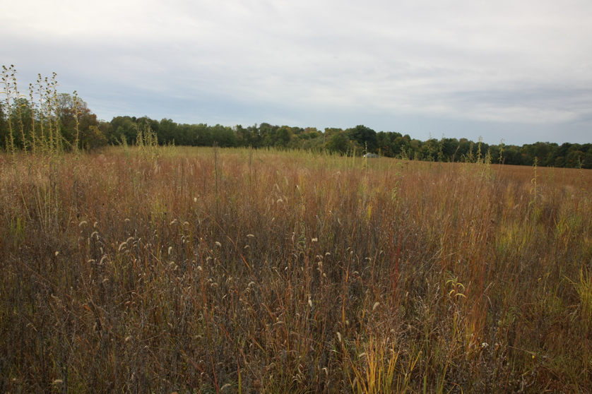 Full Size Image = 1625 K