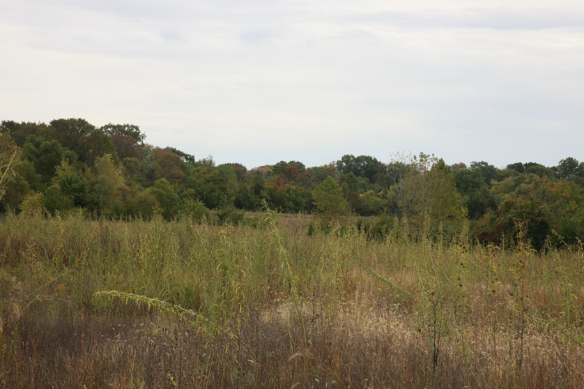 Full Size Image = 1484 K