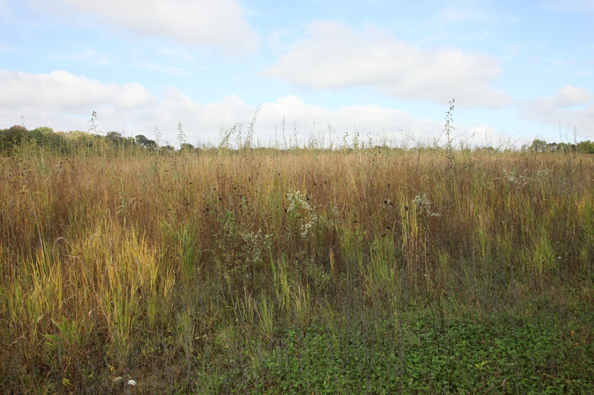 Full Size Image = 1834 K