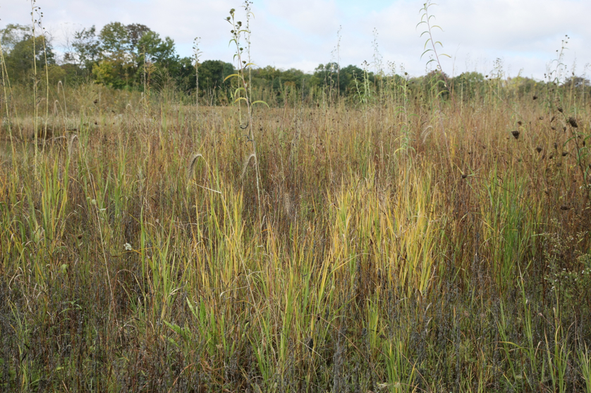 Full Size Image = 2075 K