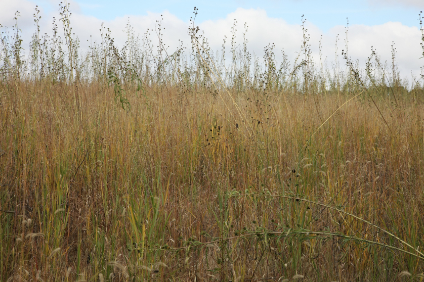 Full Size Image = 1999 K