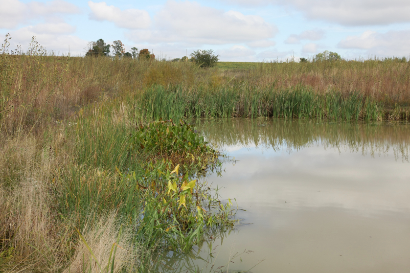 Full Size Image = 1651 K