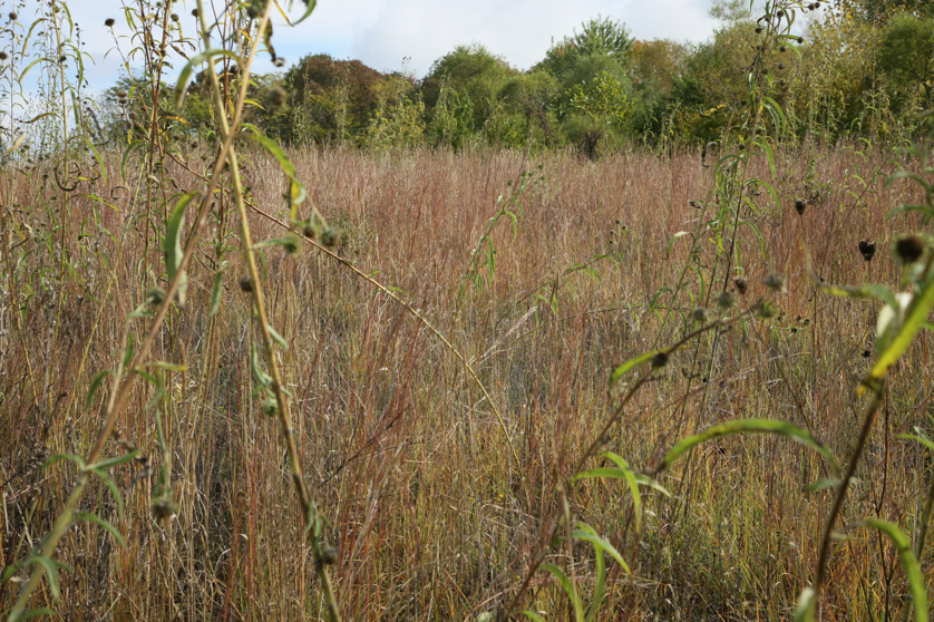 Full Size Image = 2375 K