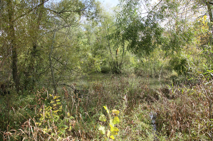 Full Size Image = 3153 K