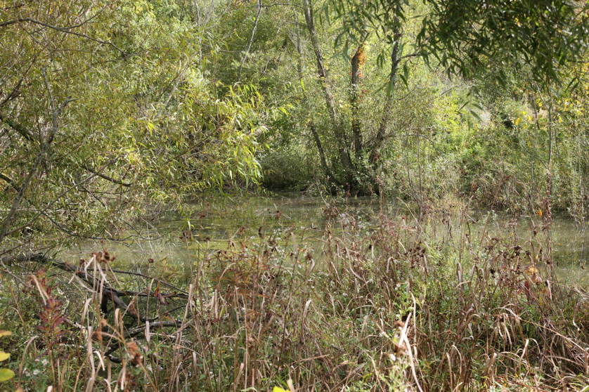 Full Size Image = 2895 K