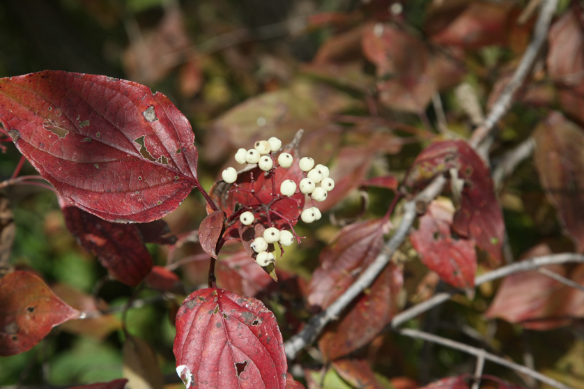 Full Size Image = 950 K