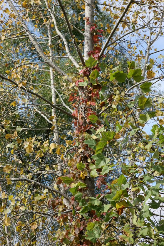 Full Size Image = 2456 K