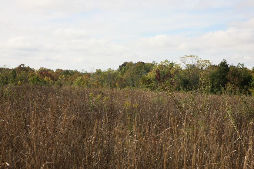 Full Size Image = 1570 K