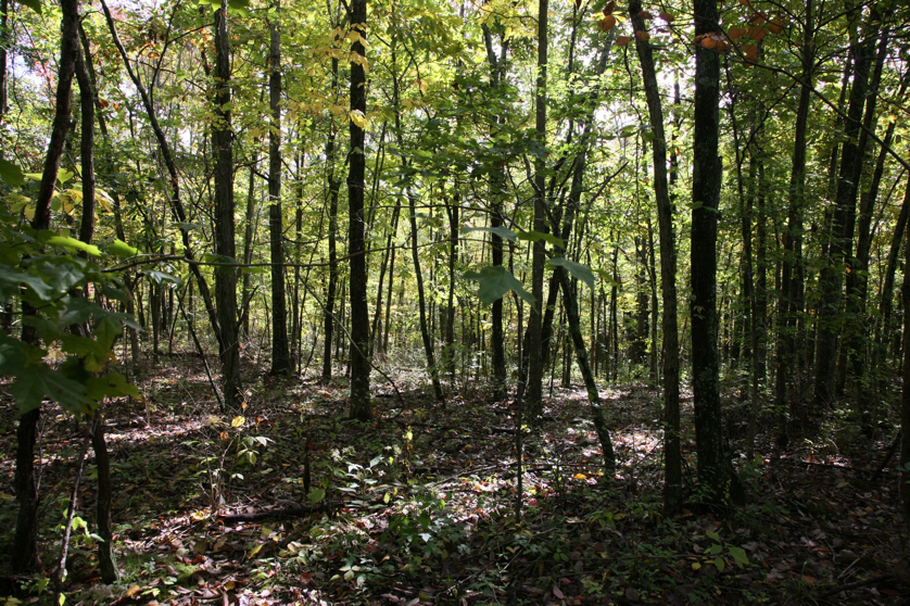 Full Size Image = 2568 K