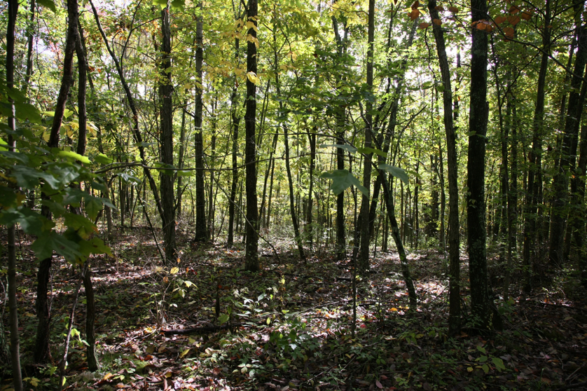 Full Size Image = 2584 K