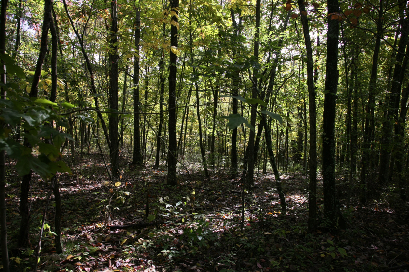 Full Size Image = 2368 K