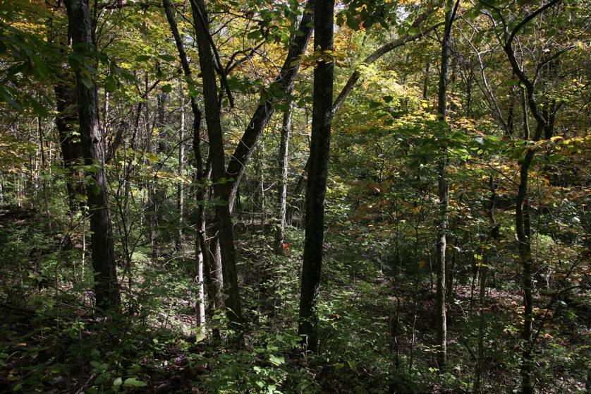 Full Size Image = 2596 K