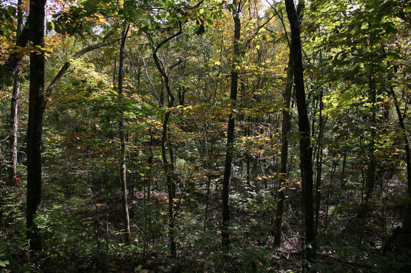 Full Size Image = 2629 K