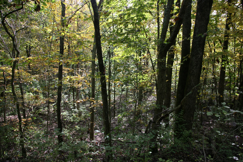 Full Size Image = 2292 K