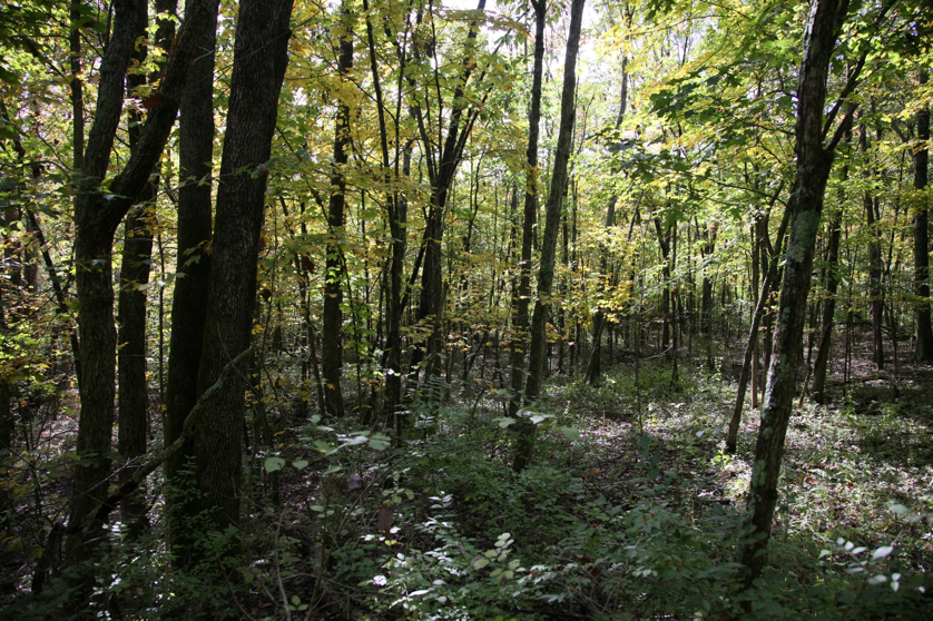 Full Size Image = 2448 K