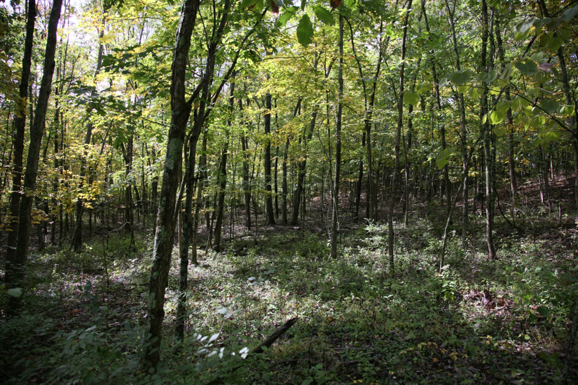 Full Size Image = 2610 K