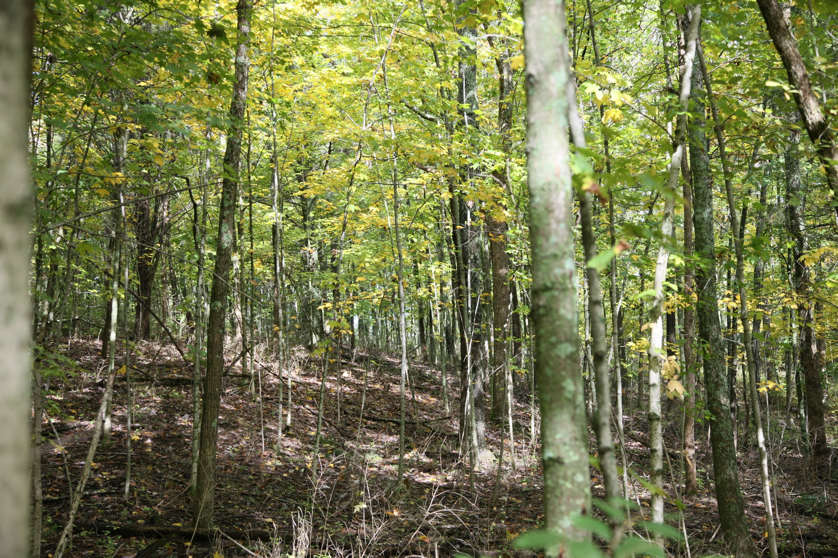 Full Size Image = 2573 K