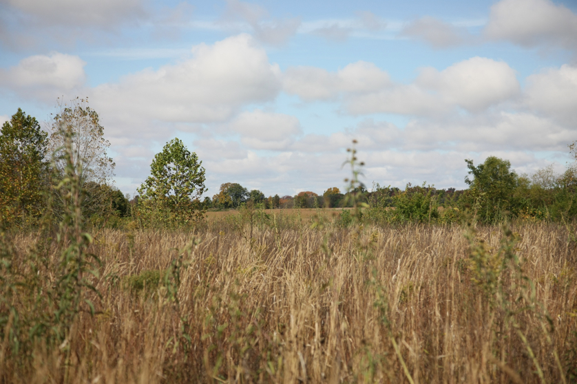 Full Size Image = 1206 K