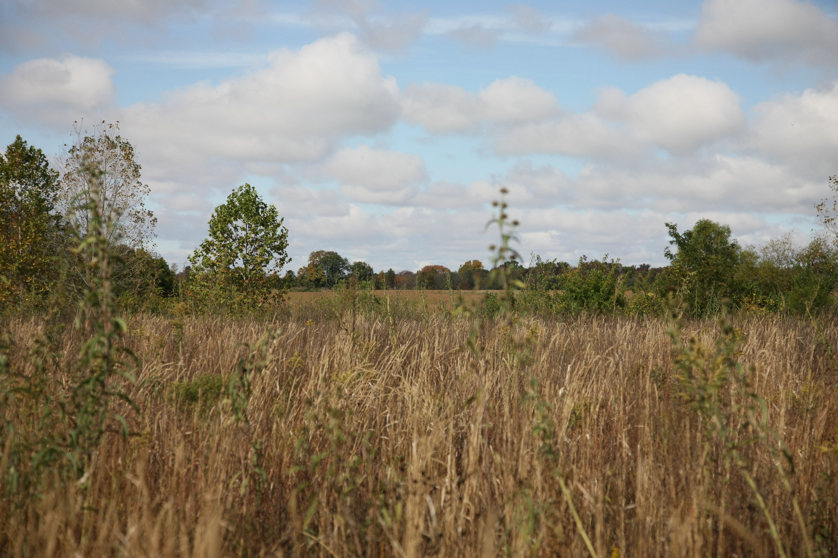 Full Size Image = 1244 K