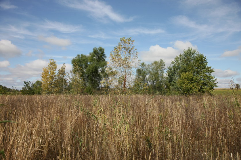 Full Size Image = 1784 K